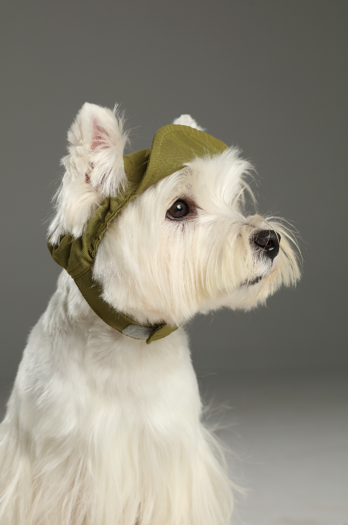 Tennis Hat for Pets – Green | Adjustable, Soft & Reflective Pet Cap for Dogs & Cats