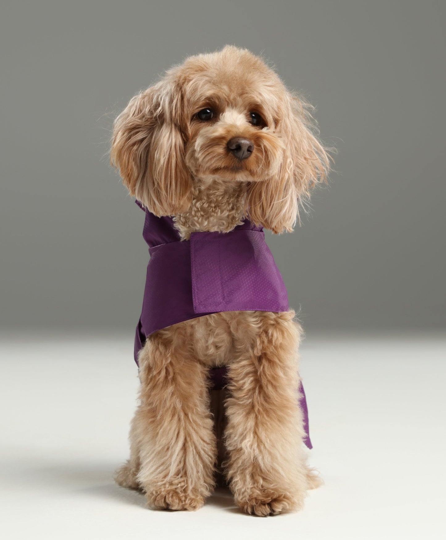 Capsule Raincoat – Purple | Lightweight Waterproof Rain Jacket for Dogs & Cats