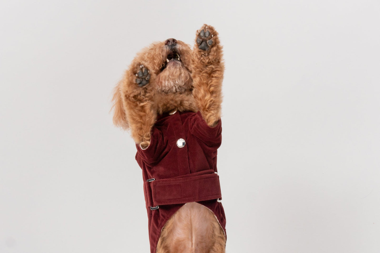 HUSTON Hoodie – Dark Burgundy Adjustable Pet Hoodie with Two-Way Zipper