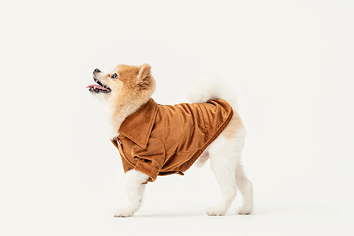 Stainway Shirt for Dogs – Luxury Orange Velvet Pet Shirt with Exaggerated Collar