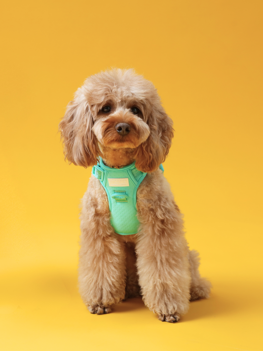 No Pull Active  Pet Harness - Mint Green | Adjustable, Breathable & Secure Comfort Harness