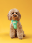 No Pull Active  Pet Harness - Mint Green | Adjustable, Breathable & Secure Comfort Harness