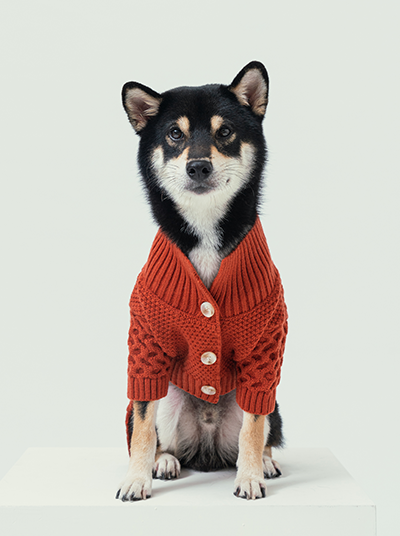 Bert Cardigan Sweater for Pets – Orange | Warm Knit Dog & Cat Coat for Autumn & Winter