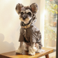 Bowery Raincoat - Gray | Water-Repellent Dog Rain Jacket with Adjustable Fit