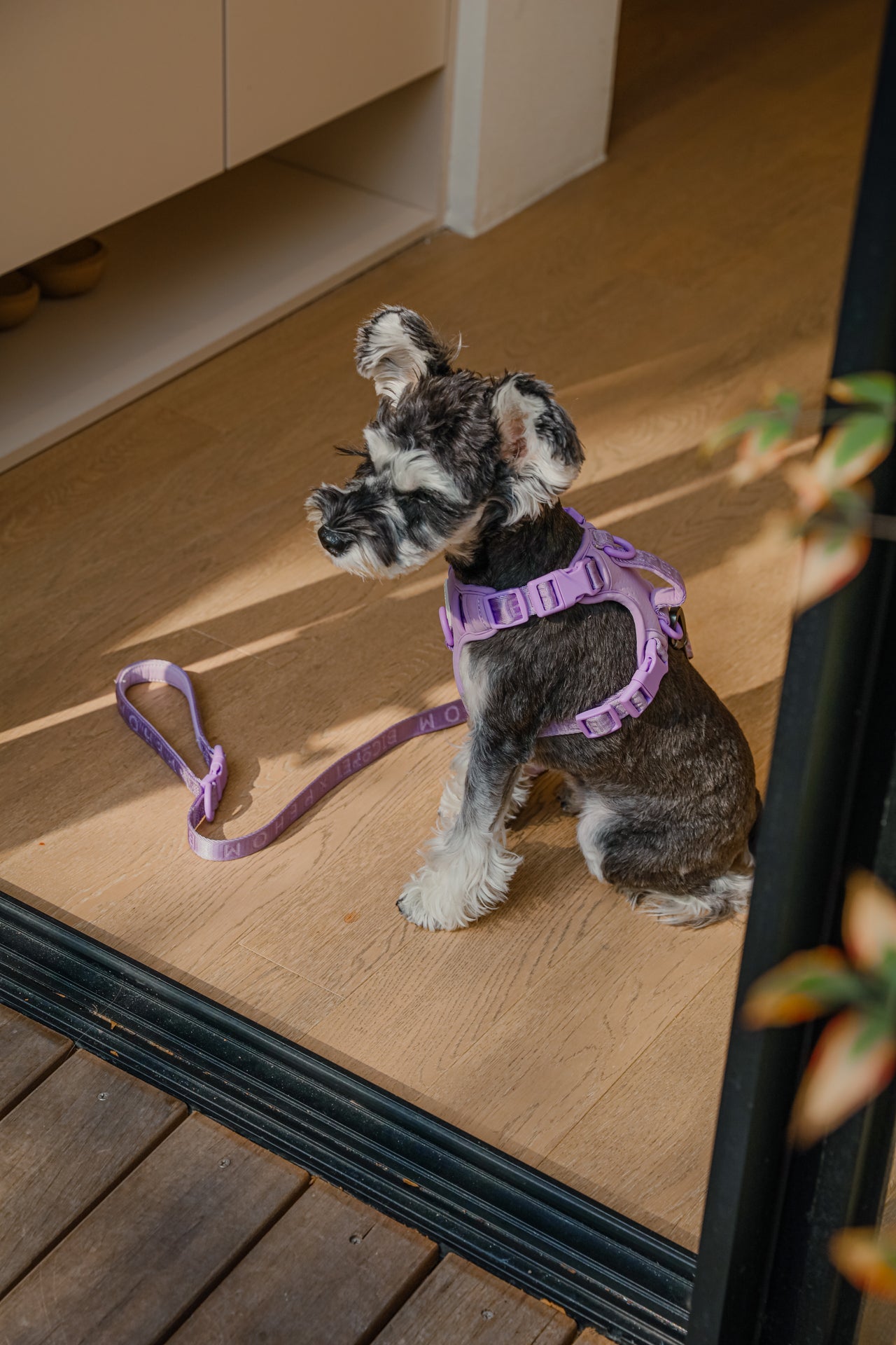 No Pull Active Pet Harness - Mint Purple | Breathable, Adjustable & Secure Control