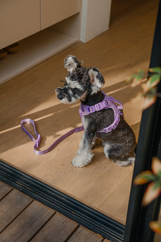 No Pull Active Pet Harness - Mint Purple | Breathable, Adjustable & Secure Control