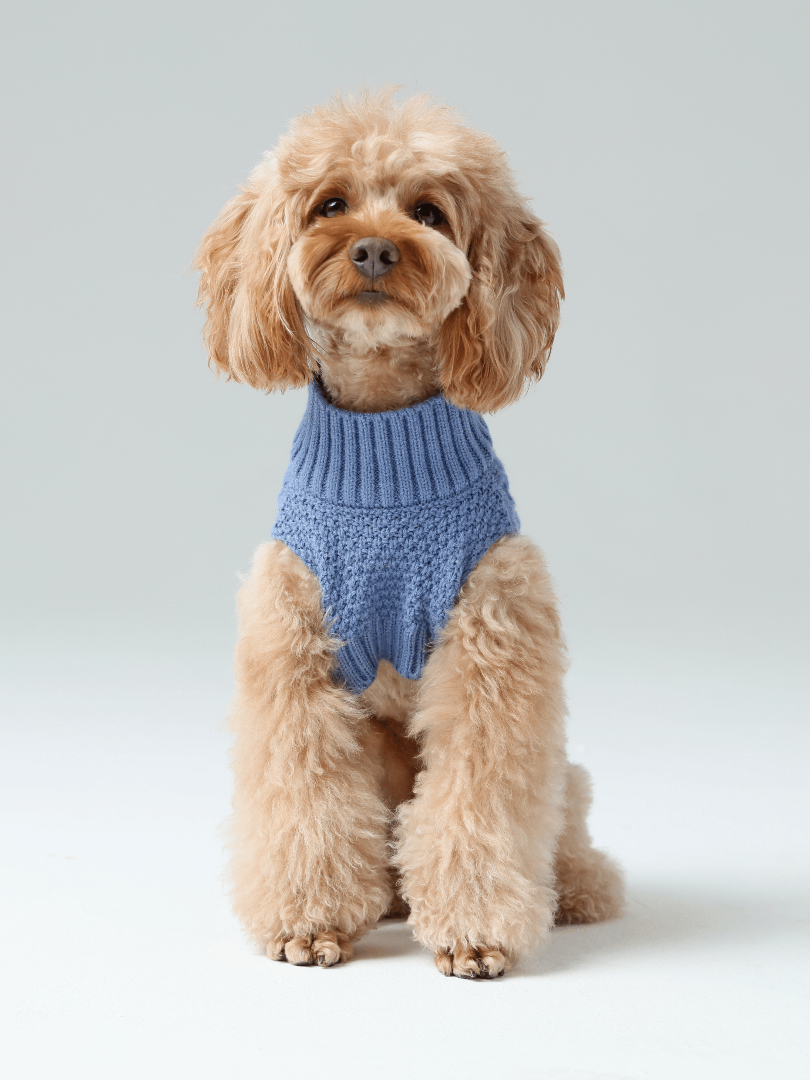Dog wearing a blue knitted sweater on a light gray background