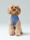 Dog wearing a blue knitted sweater on a light gray background