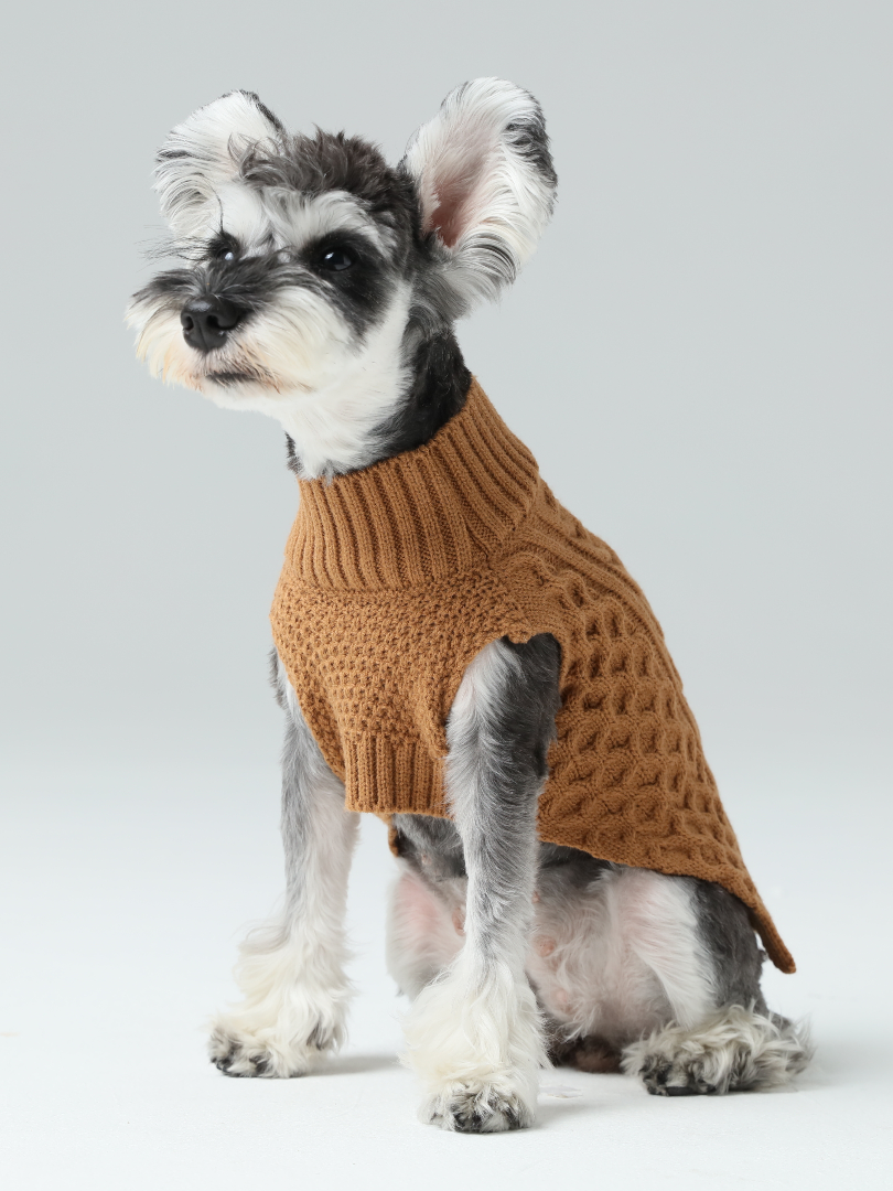Small dog wearing a brown knitted sweater on a light gray background