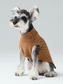 Small dog wearing a brown knitted sweater on a light gray background