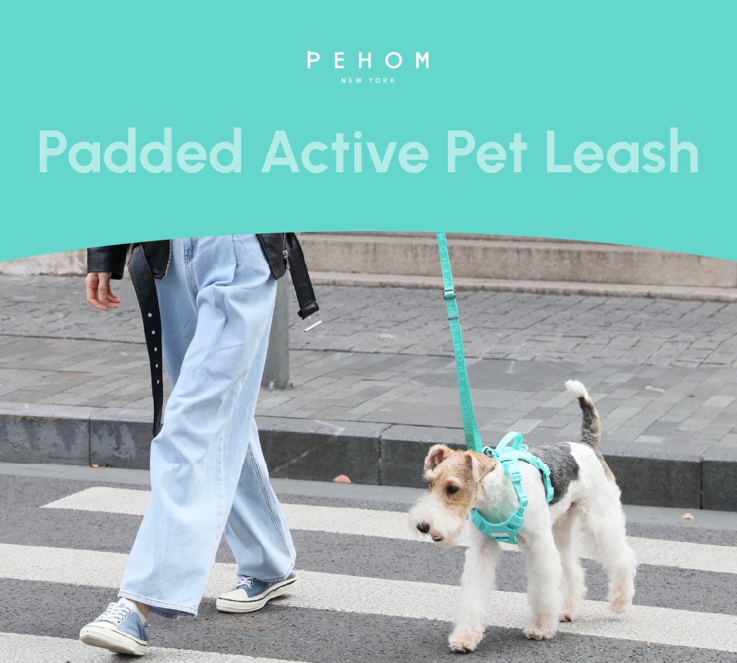 Padded Active Pet Leash – Mint Green | Durable, Comfortable & Secure