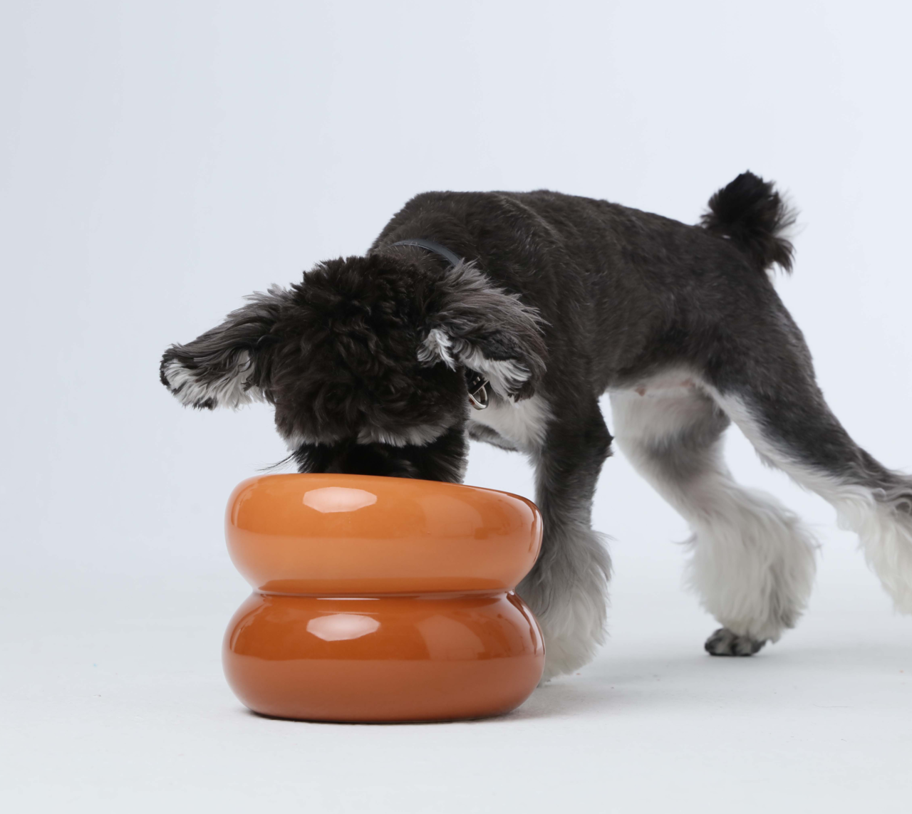 Soufflé Pet Bowl – Amber Orange | Elevated Ergonomic Bowl for Cats & Small Dogs