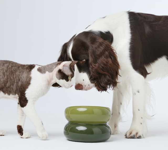 Soufflé Elevated Pet Bowl – Avocado Green | Ergonomic, Anti-Spill Design for Cats & Small Dogs