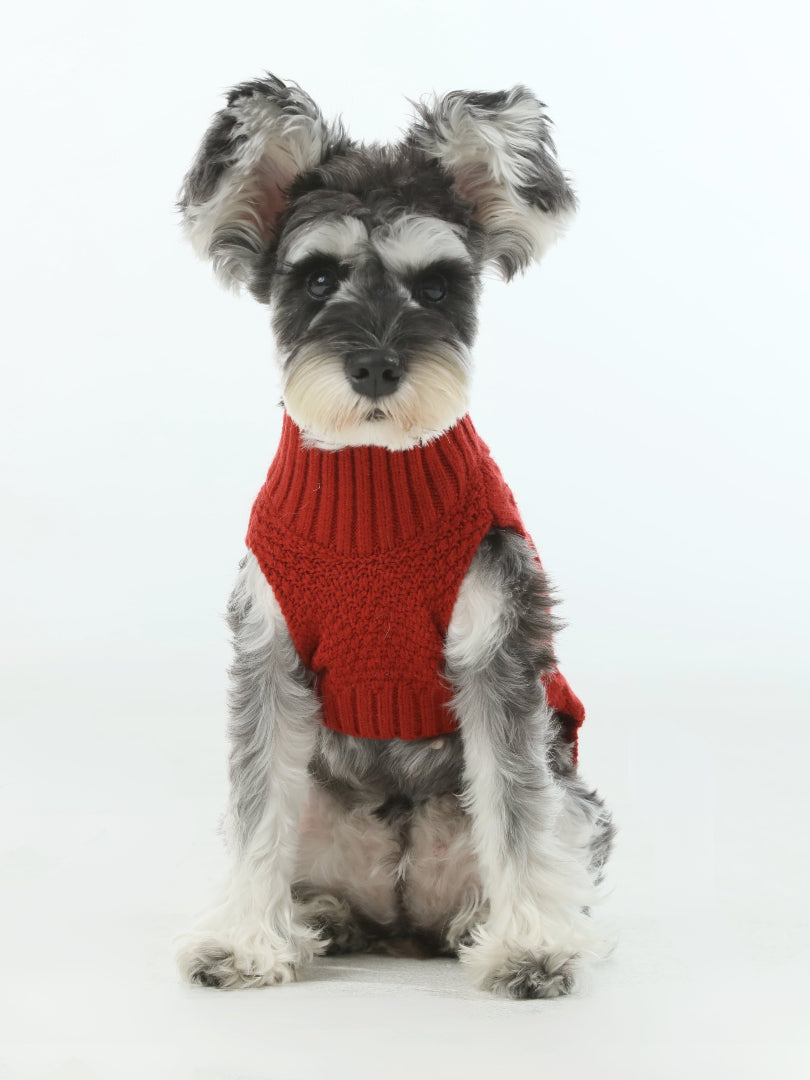 Dog wearing a red sweater on a white background