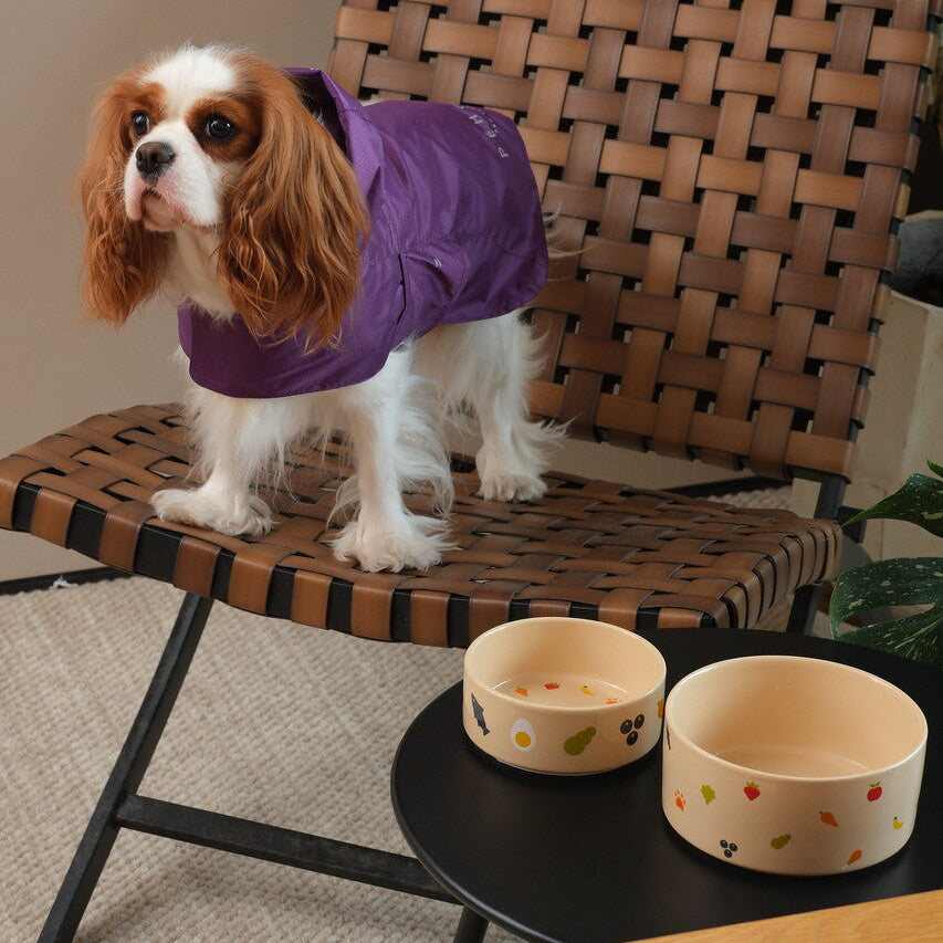 Dog wearing a purple coat sitting on a woven chair with two bowls on a table in the foreground.