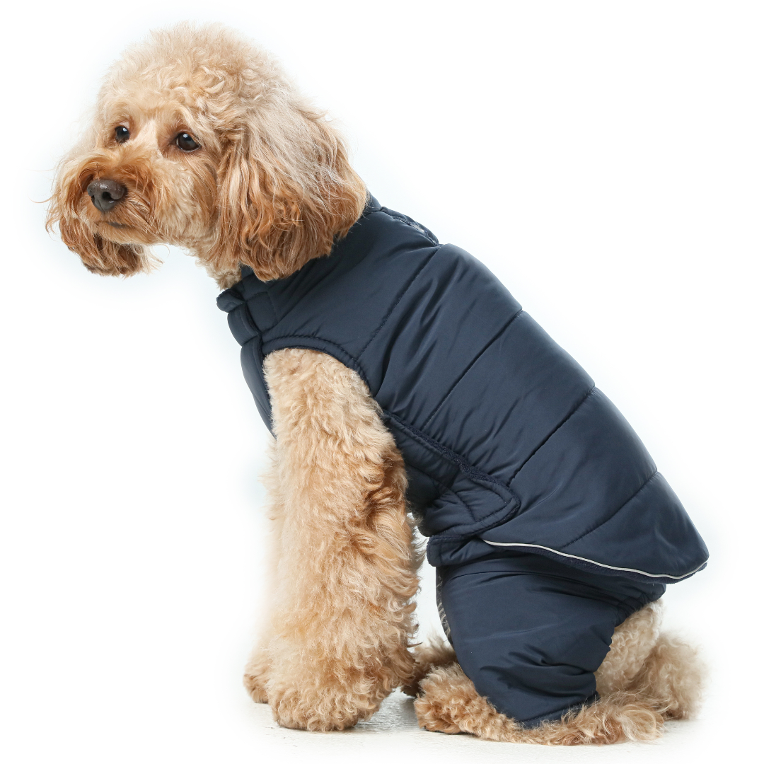 Dog wearing a navy blue puffer coat on a white background