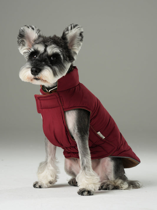 Dog wearing a red coat on a gray background