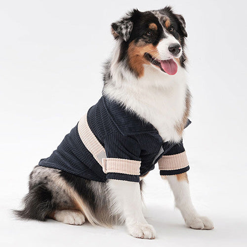 Dog wearing a sweater on a white background