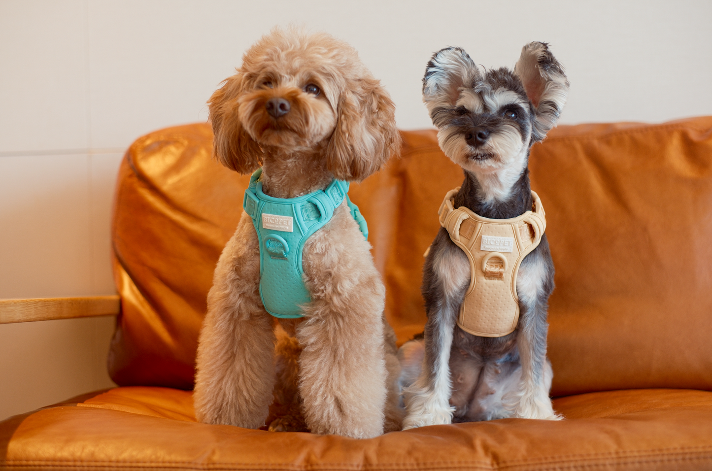 No Pull Active  Pet Harness - Mint Green | Adjustable, Breathable & Secure Comfort Harness