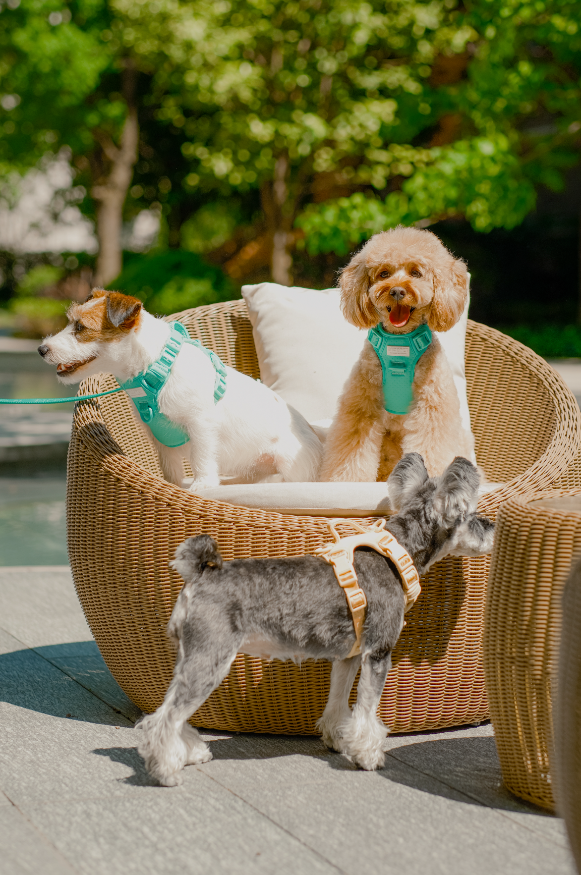 No Pull Active  Pet Harness - Mint Green | Adjustable, Breathable & Secure Comfort Harness