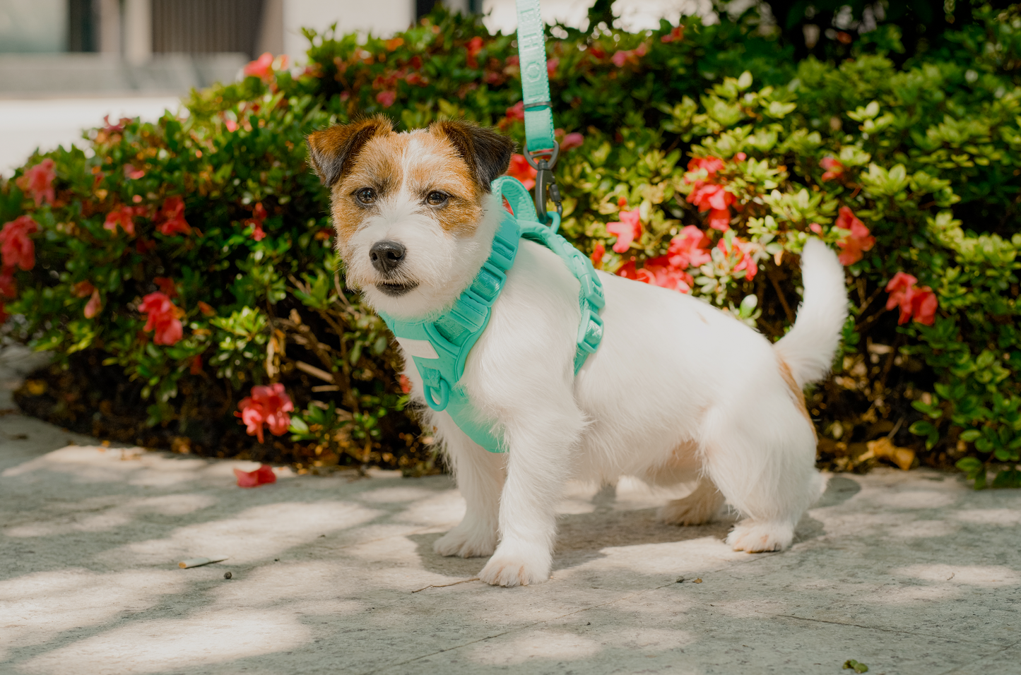 No Pull Active  Pet Harness - Mint Green | Adjustable, Breathable & Secure Comfort Harness