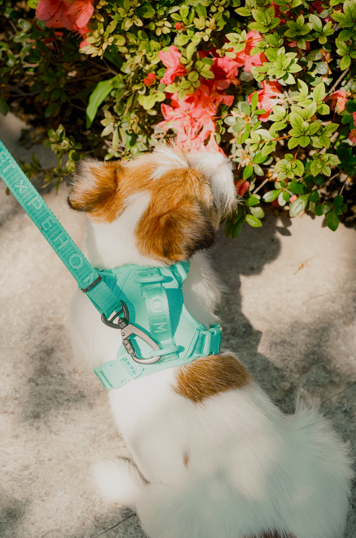 No Pull Active  Pet Harness - Mint Green | Adjustable, Breathable & Secure Comfort Harness