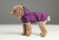 Capsule Raincoat – Purple | Lightweight Waterproof Rain Jacket for Dogs & Cats