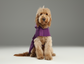 Capsule Raincoat – Purple | Lightweight Waterproof Rain Jacket for Dogs & Cats