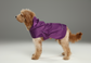 Capsule Raincoat – Purple | Lightweight Waterproof Rain Jacket for Dogs & Cats