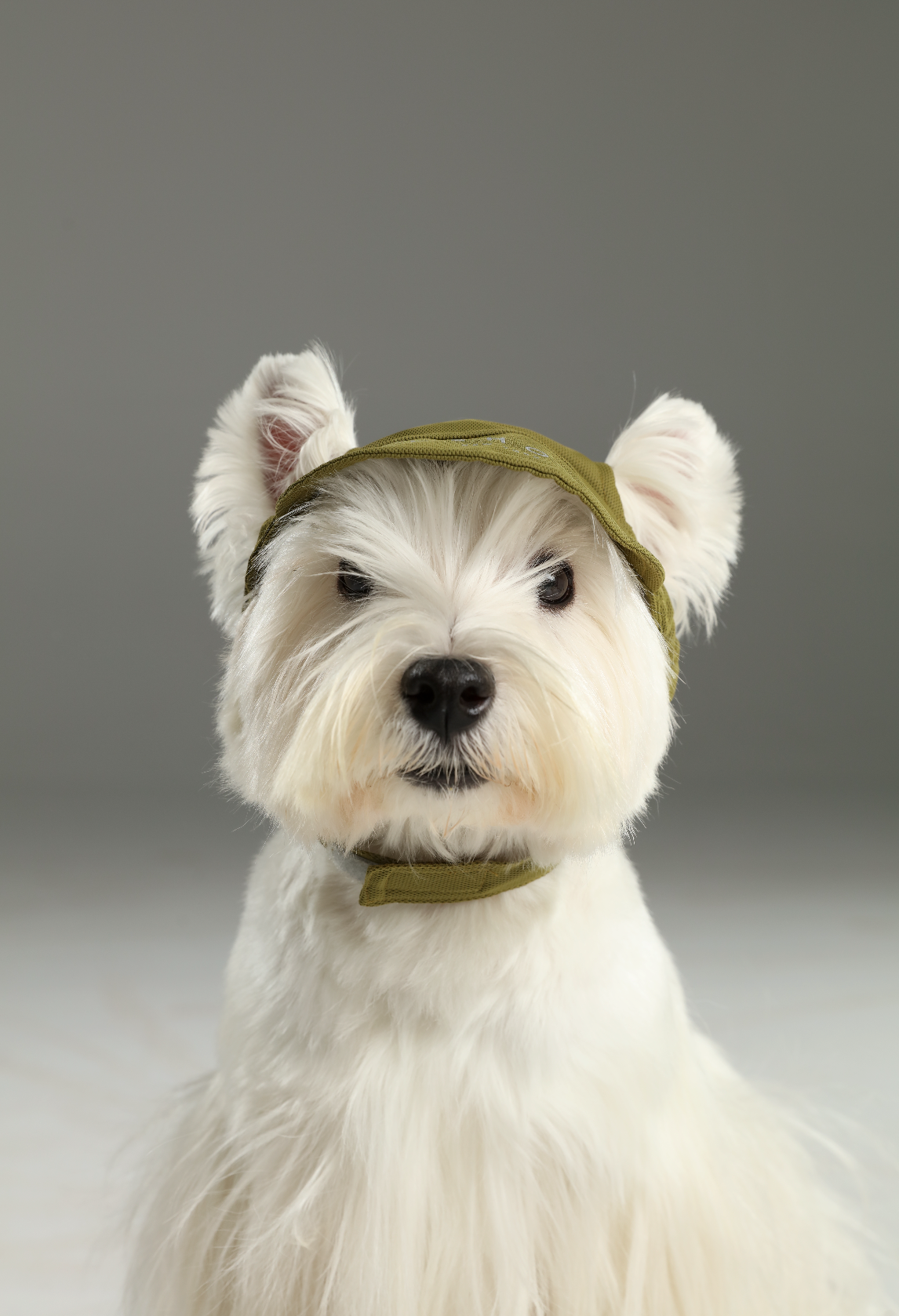Tennis Hat for Pets – Green | Adjustable, Soft & Reflective Pet Cap for Dogs & Cats