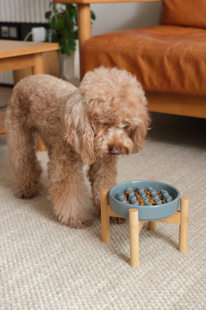 Dog standing next to a blue dog bowl on a wooden stand in a living room.
