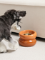 Dog interacting with an orange elevated food bowl on a carpeted floor.