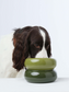 Dog eating from a green ceramic bowl on a white background