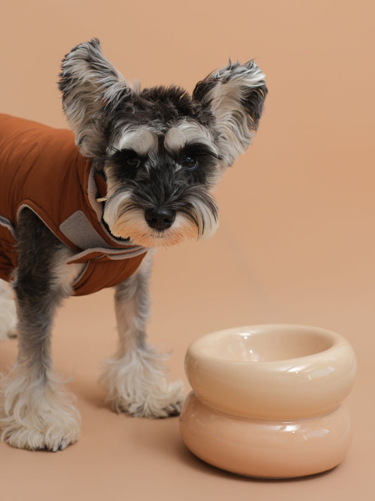 Small dog wearing a brown coat standing next to a beige ceramic bowl on a beige background