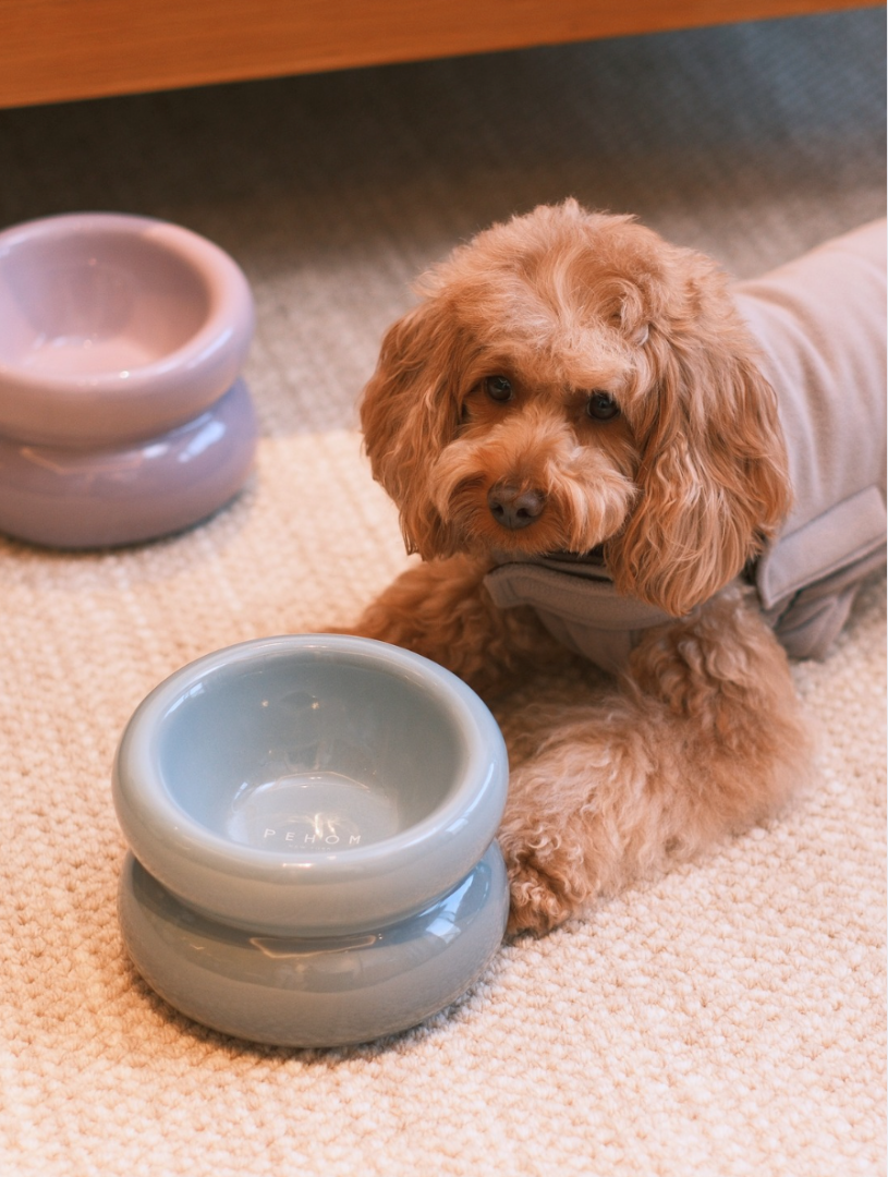 Small brown dog sitting next to a water bowl on a carpeted floor.