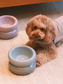 Small brown dog sitting next to a water bowl on a carpeted floor.