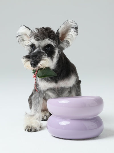 Dog with a purple purple bowl on a white background