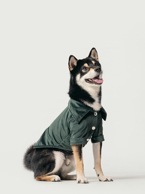 Dog wearing a green coat sitting on a white background