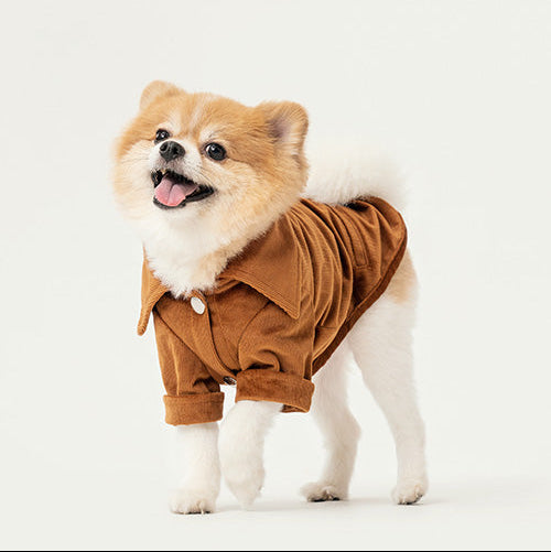 Small dog wearing a brown outfit on a light background