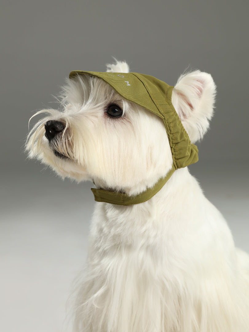 Small white dog wearing a green cap against a gray background