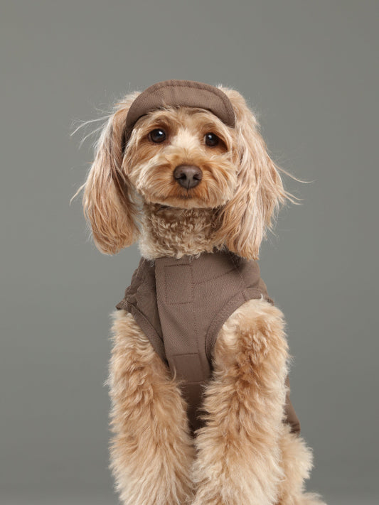 Dog wearing a brown outfit with a hood on a gray background