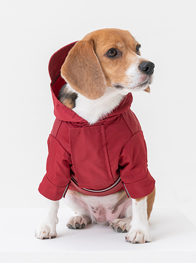 Dog wearing a red hoodie on a white background