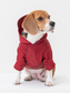 Dog wearing a red hoodie on a white background
