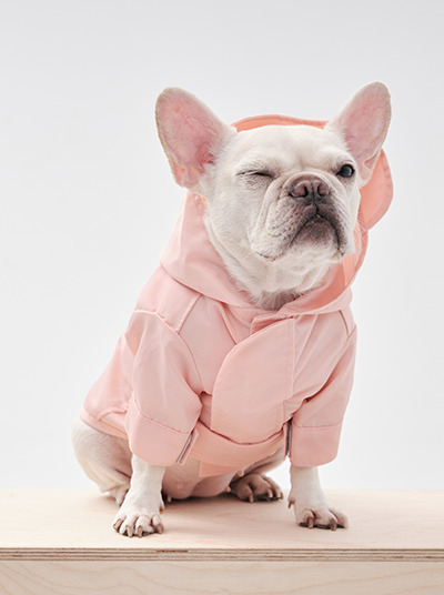 Dog wearing a pink hoodie on a light wooden floor with a white background