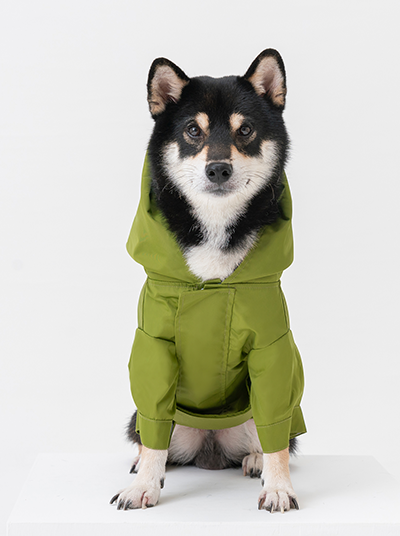 Dog wearing a green hooded outfit on a white background