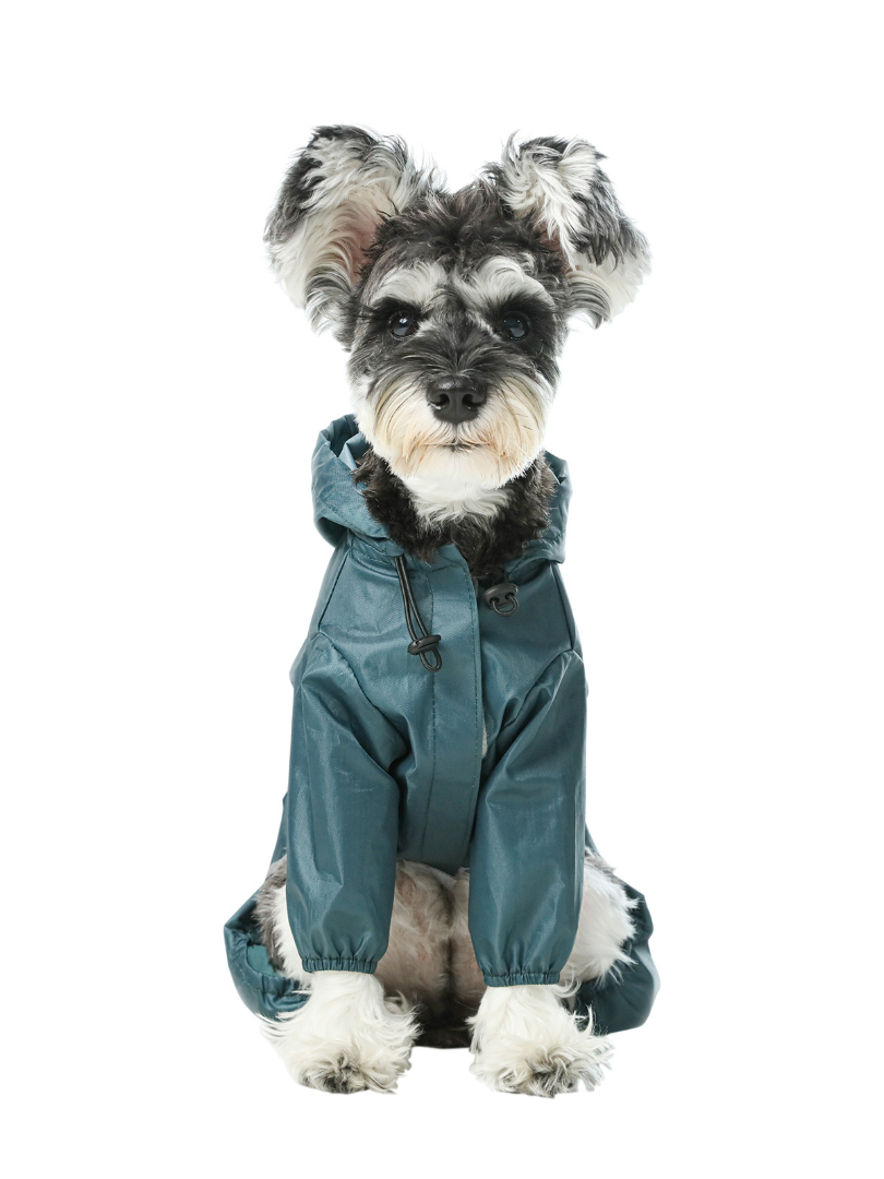 Dog wearing a teal raincoat on a white background