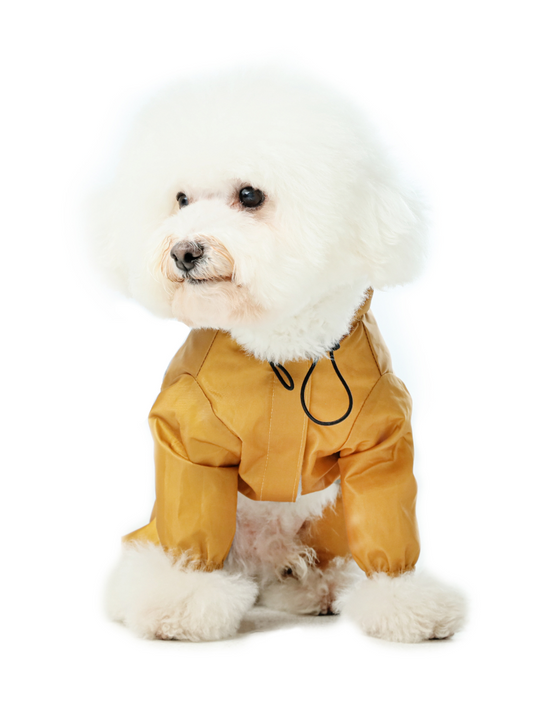 White dog wearing a yellow raincoat on a white background