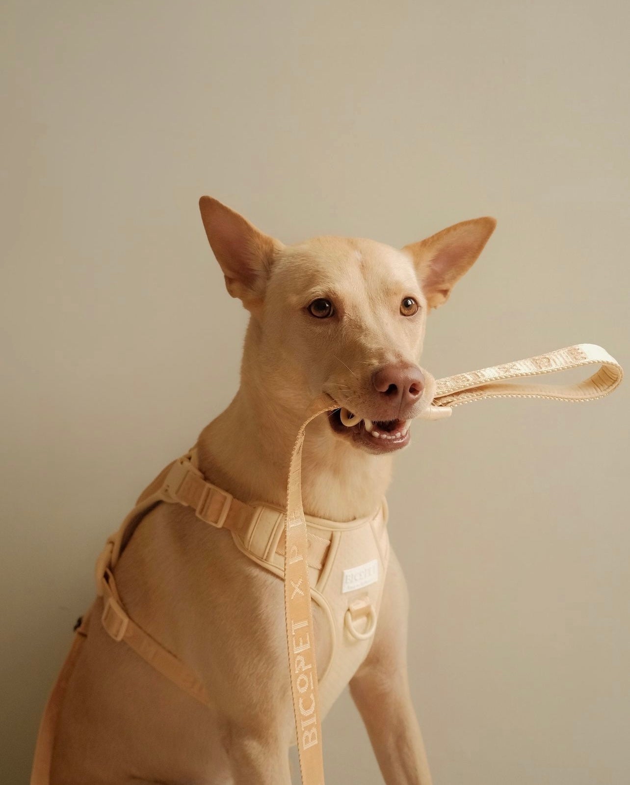 No Pull Active Pet Harness – Apricot | Adjustable, Breathable & Secure Control Harness