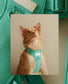No Pull Active  Pet Harness - Mint Green | Adjustable, Breathable & Secure Comfort Harness