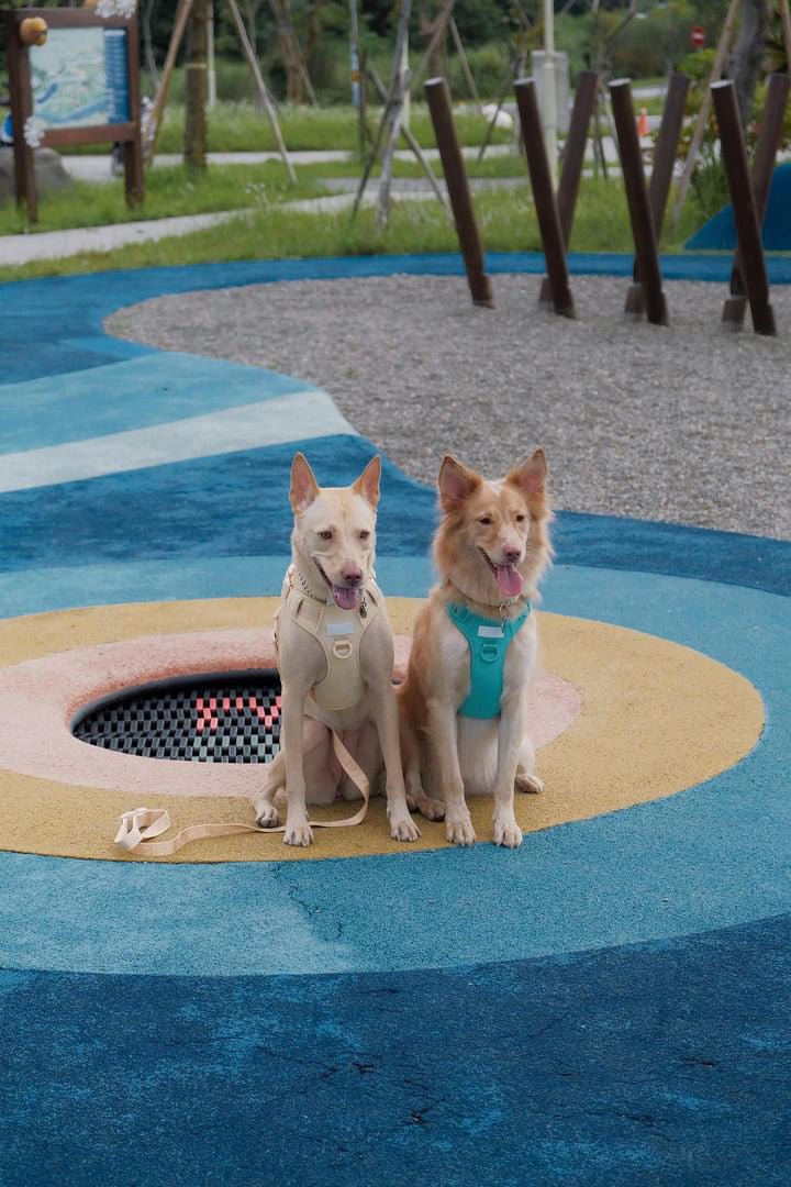 No Pull Active  Pet Harness - Mint Green | Adjustable, Breathable & Secure Comfort Harness